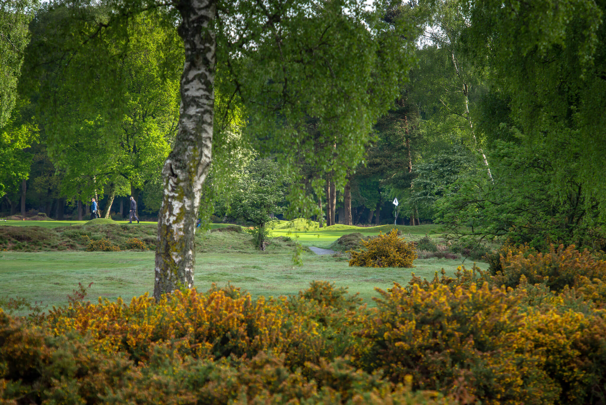 Gold course